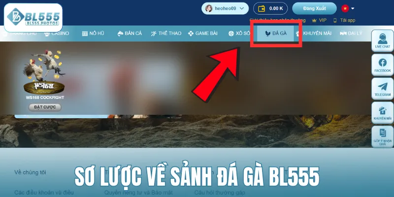 Sơ lược về sảnh đá gà BL555